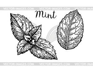 Ink sketch of mint leaves - vector clipart