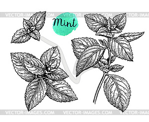 Ink sketch of mint - vector image