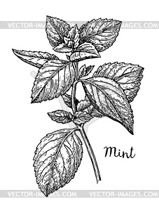 Ink sketch of mint - vector image