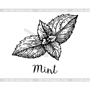 Ink sketch of mint - vector clip art