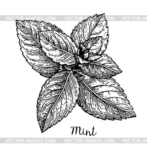 Ink sketch of mint - vector clipart
