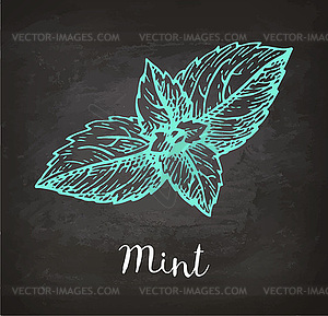 Chalk sketch of mint - vector image