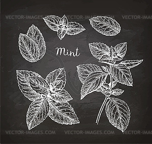 Chalk sketch of mint - vector image