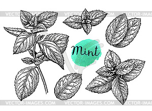 Mint sketch set - vector clip art