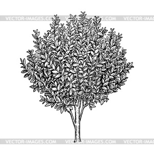 Bay laurel tree - vector image