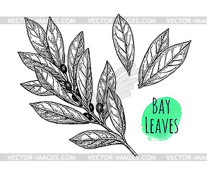Bay leaves set - vector clipart