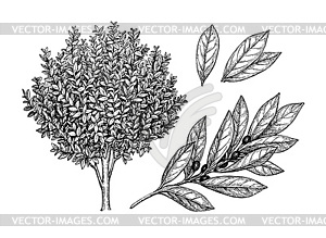 Bay laurel tree, branch and leaves - vector image