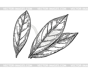 Bay leaves ink sketch - vector EPS clipart