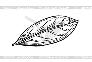 Эскиз чернильных листьев - графика в векторе