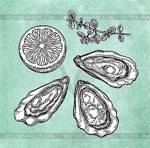 Oysters with lemon and thyme - vector clipart