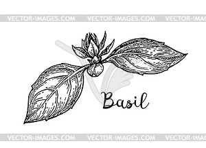 Basil ink sketch - vector image