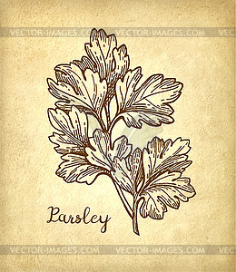 Parsley ink sketch - vector image