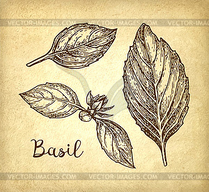 Basil ink sketch - vector clip art