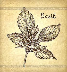 Basil ink sketch - vector clipart