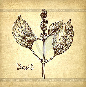 Basil ink sketch - vector clip art