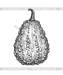 Ink sketch of gourd - vector clipart