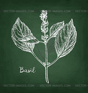 Chalk sketch of basil - vector image