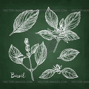 Chalk sketch of basil - vector clip art