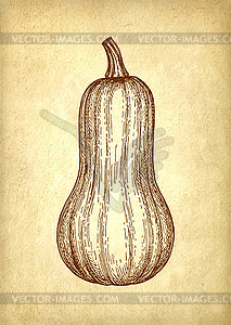 Ink sketch of butternut squash - vector image