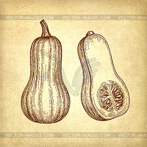 Ink sketch of butternut squash - vector clipart