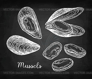 Chalk sketch of mussels - vector clipart