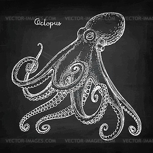 Octopus chalk sketch - white & black vector clipart