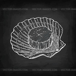 Chalk sketch of scallop - vector clip art