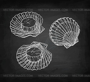 Chalk sketch of scallops - vector clip art