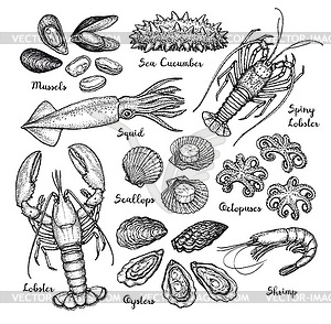 Seafood big set - vector image