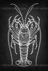 Chalk sketch of spiny lobster - vector clipart