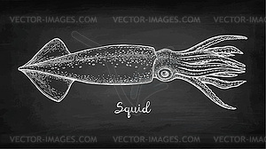 Chalk sketch of squid - vector clip art