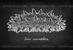 Chalk sketch of sea cucumber - vector clip art