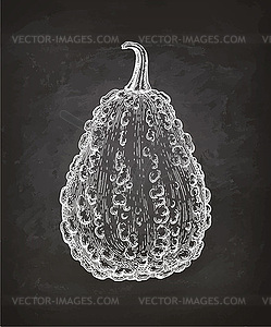 Chalk sketch of gourd - vector clipart / vector image