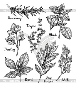 Ink sketch of herbs - vector clipart