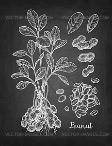 Chalk sketch of peanut - vector clip art