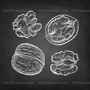 Chalk sketch of walnuts - vector image