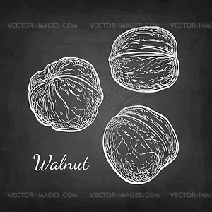 Chalk sketch of walnuts - royalty-free vector image
