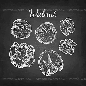 Chalk sketch of walnuts - vector clip art