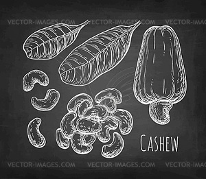 Chalk sketch of cashew - white & black vector clipart