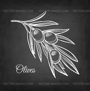 Chalk sketch of olive branch - vector image