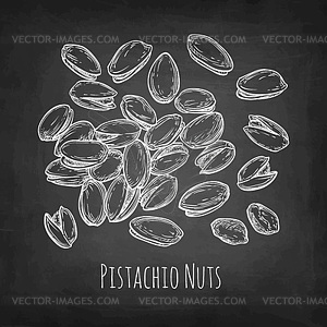 Chalk sketch of pistachio nuts - vector clipart