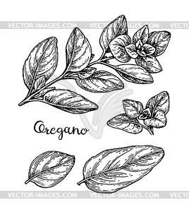 Ink sketch of oregano - vector clip art