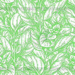 Seamless pattern with oregano - color vector clipart