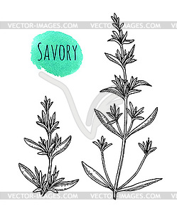 Ink sketch of savory - vector clipart