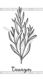 Ink sketch of tarragon - vector clip art