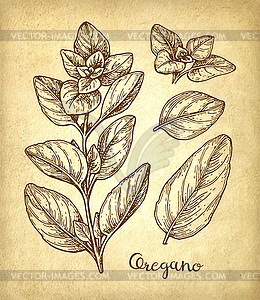 Oregano ink sketch - vector clipart