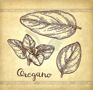 Oregano ink sketch - vector EPS clipart