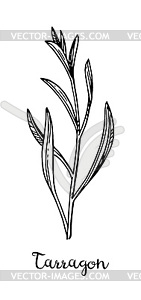 Tarragon ink sketch - vector image