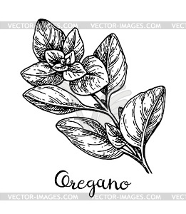 Oregano ink sketch - vector clip art