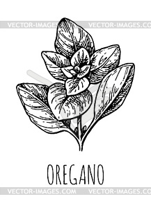 Oregano ink sketch - vector clipart
